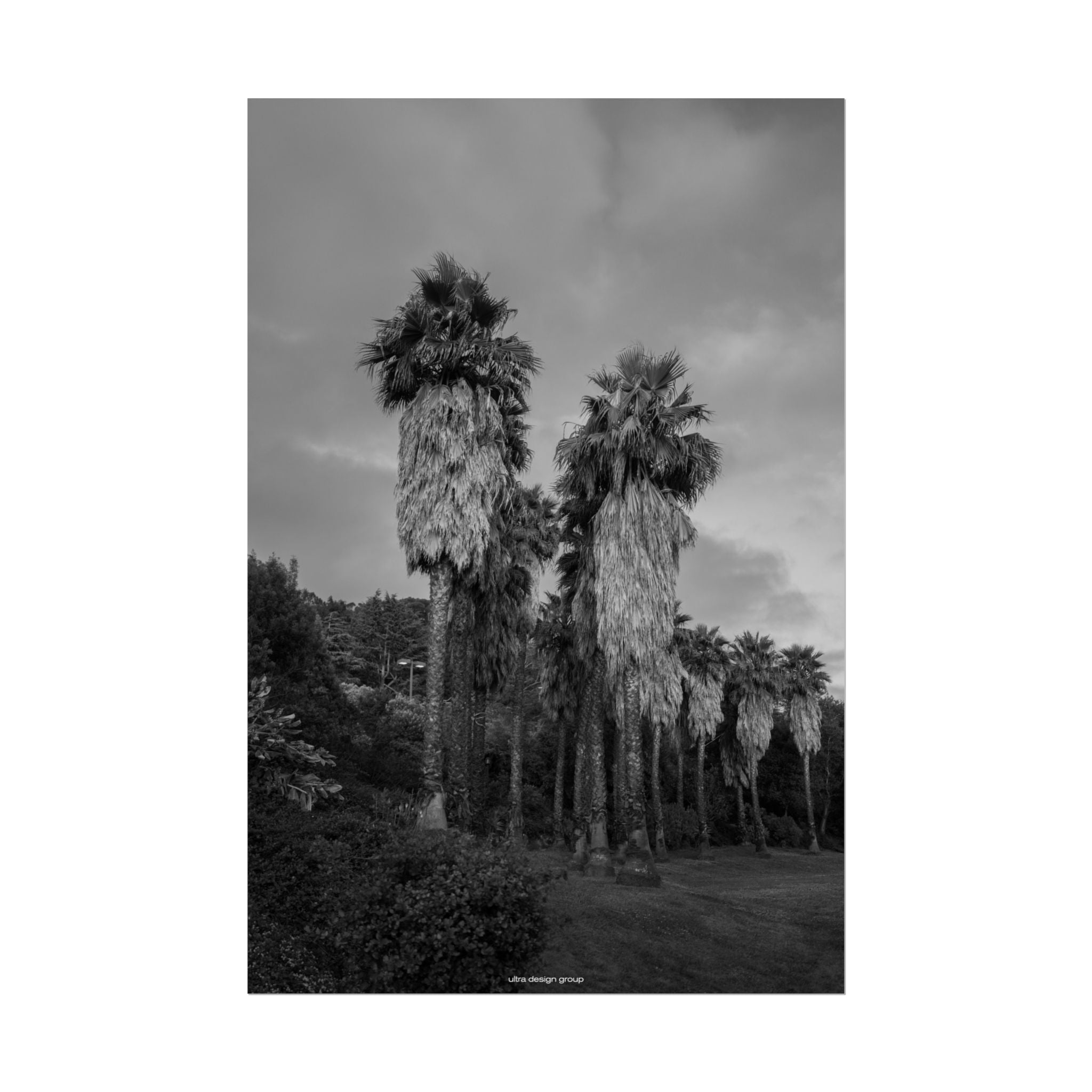Palm Tree Poster