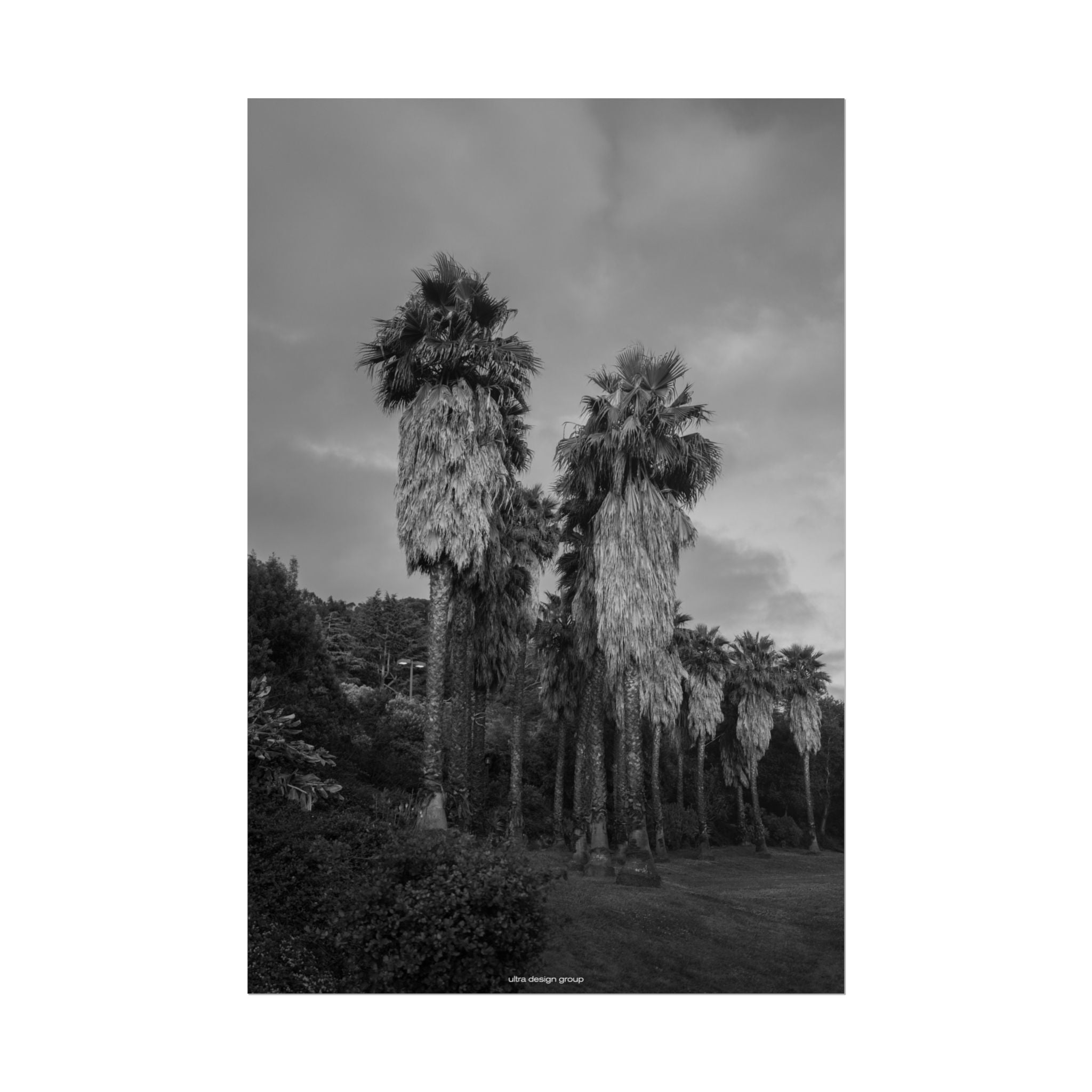 Palm Tree Poster